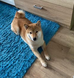 picture of dog