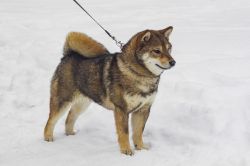picture of dog