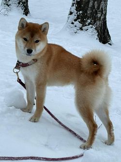 picture of dog