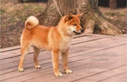 picture of dog