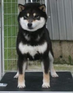 picture of dog