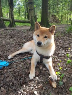 picture of dog