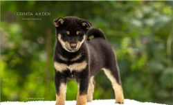 picture of dog