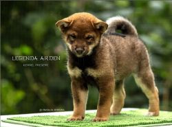 picture of dog
