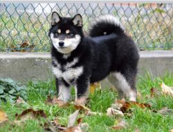 picture of dog
