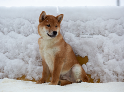 picture of dog