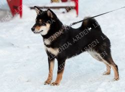 picture of dog