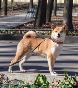 picture of dog