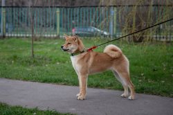 picture of dog