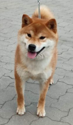 picture of dog