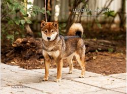 picture of dog