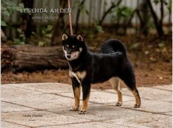 picture of dog
