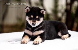 picture of dog