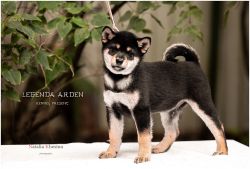 picture of dog