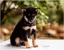 picture of dog