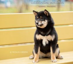 picture of dog