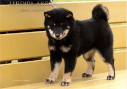 picture of dog