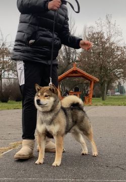 picture of dog