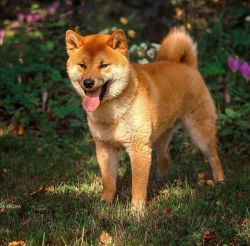 picture of dog