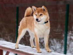picture of dog