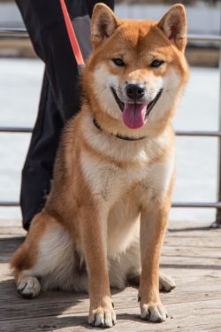 picture of dog