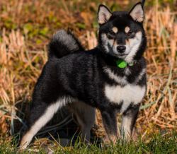 picture of dog