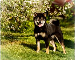 picture of dog