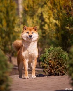 picture of dog