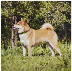 picture of dog