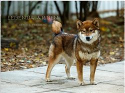 picture of dog