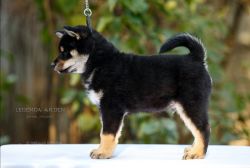 picture of dog