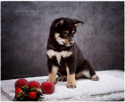 picture of dog