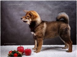 picture of dog