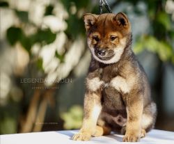picture of dog