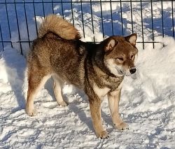 picture of dog