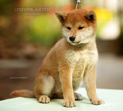 picture of dog