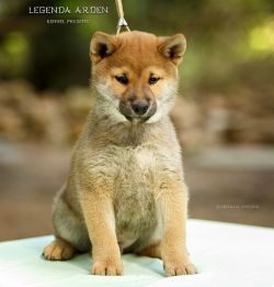 picture of dog