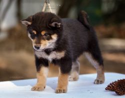 picture of dog