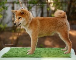 picture of dog