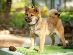 picture of dog