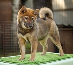 picture of dog