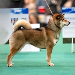 picture of dog