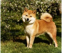picture of dog