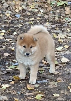 picture of dog