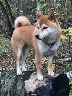 picture of dog
