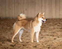 picture of dog
