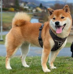 picture of dog