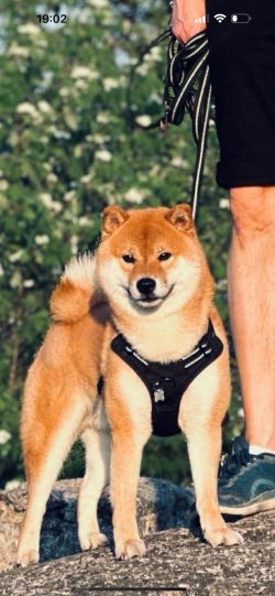 picture of dog