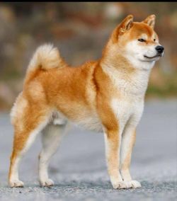 picture of dog