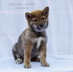 picture of dog